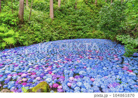 みちのくあじさい園のあじさい池　岩手県一関市 104861870