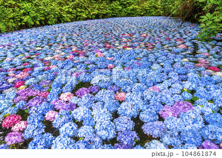 みちのくあじさい園のあじさい池　岩手県一関市 104861874