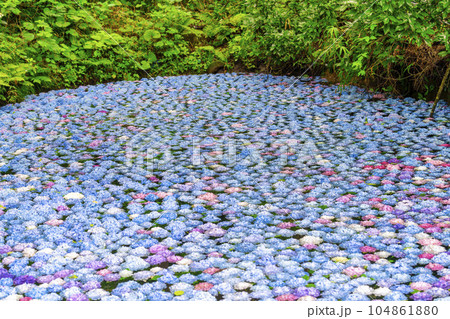 みちのくあじさい園のあじさい池　岩手県一関市 104861880