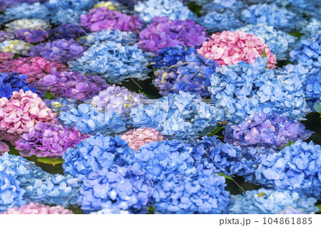 みちのくあじさい園のあじさい池　岩手県一関市 104861885