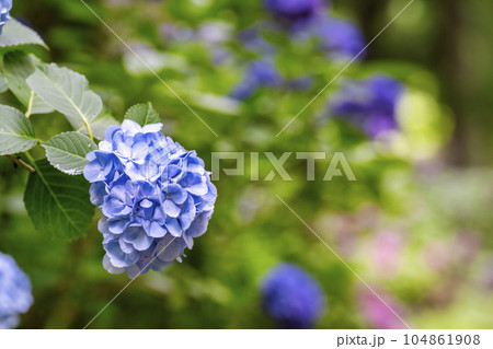みちのくあじさい園の紫陽花 岩手県一関市 みちのくあじさい園の紫陽花 岩手県一関市 104861908