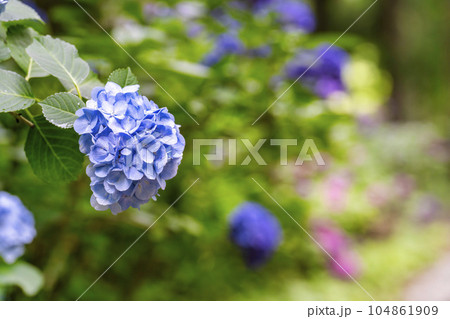 みちのくあじさい園の紫陽花　岩手県一関市 104861909