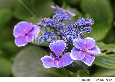 みちのくあじさい園の紫陽花　岩手県一関市 104861942