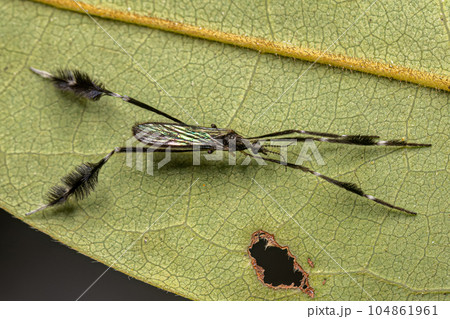 Adult Limoniid Crane Fly Adult Limoniid Crane Fly 104861961