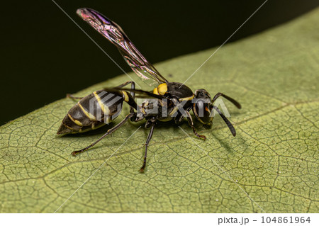 Adult Long-waisted Honey Wasp 104861964
