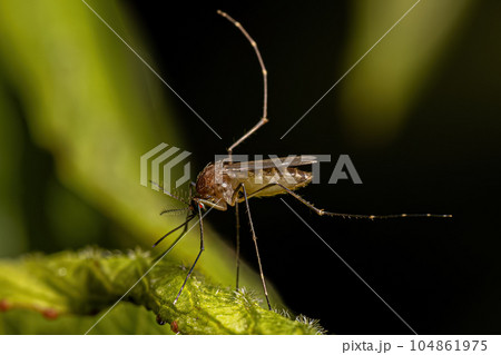 Adult Female Culicine Mosquito Insect Adult Female Culicine Mosquito Insect 104861975