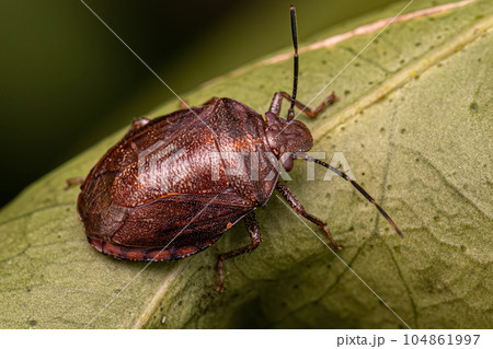 Adult Stink bug Adult Stink bug 104861997