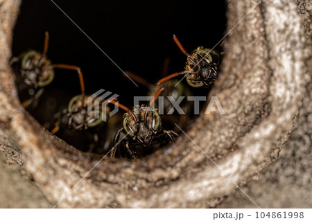 Adult Stingless Bees 104861998