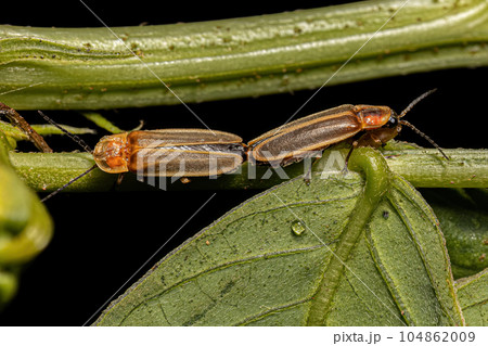 Adult Firefly Beetles 104862009