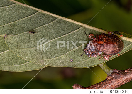 Stink bug protecting eggs 104862010