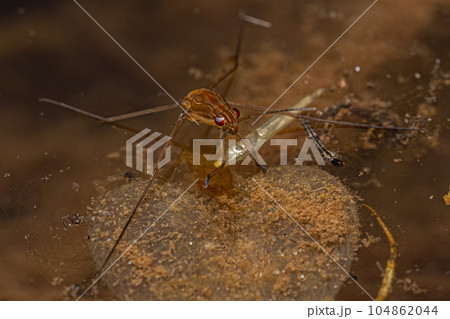 Striped Pond Skater Insect 104862044