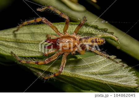 Adult Male Ghost Spider 104862045