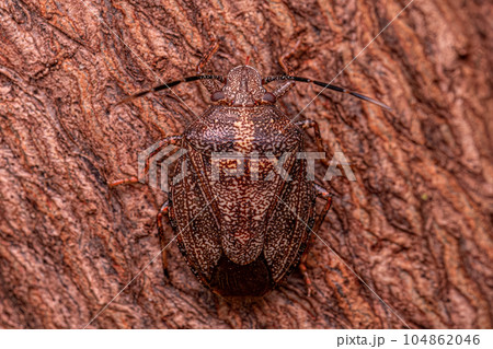 Adult Stink bug 104862046