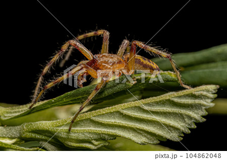Adult Male Ghost Spider 104862048