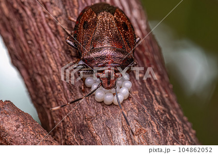 Stink bug protecting eggs 104862052