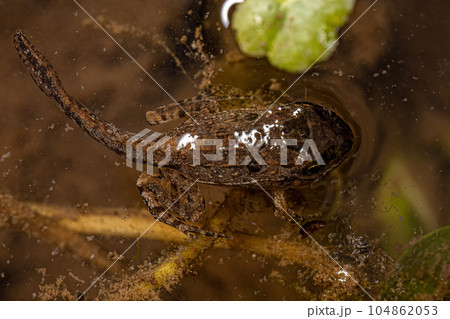 Small Southern Frog 104862053
