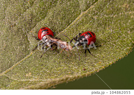 Two Small Red Predatory Stink Bug Nymph opreying on a Small Adult Lace Bug 104862055