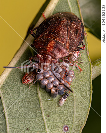 Stink bug protecting eggs Stink bug protecting eggs 104862138