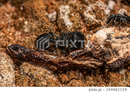Adult Turtle Ant Adult Turtle Ant 104862139
