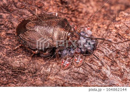 Stink bug protecting eggs Stink bug protecting eggs 104862144