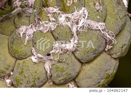 White Scale Insect White Scale Insect 104862147