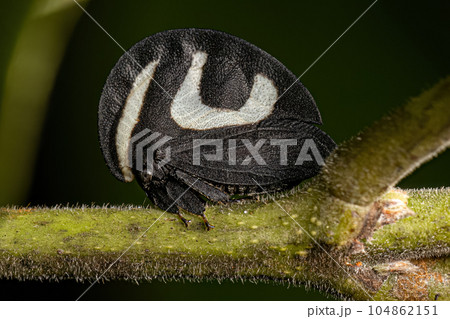 Adult Black and white Treehopper Adult Black and white Treehopper 104862151