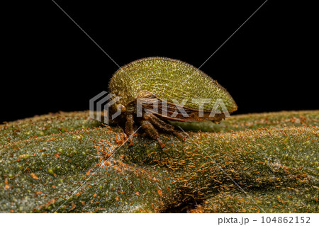 Adult Buffalo Treehopper 104862152