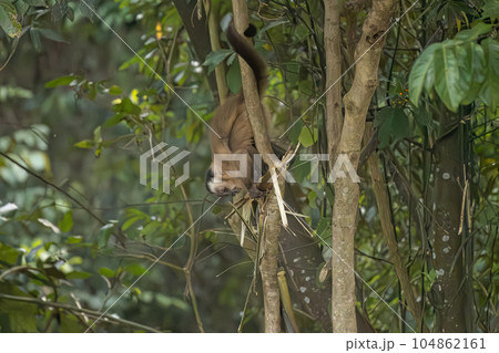 Azara Capuchin Monkey Animal Azara Capuchin Monkey Animal 104862161