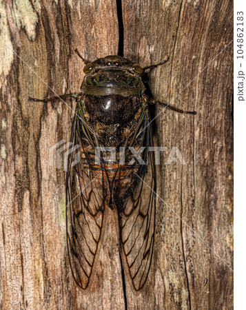 Adult Typical Cicada Adult Typical Cicada 104862183