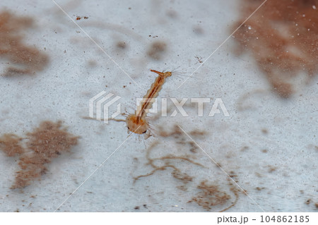 Culicine Mosquito Insect Larva 104862185