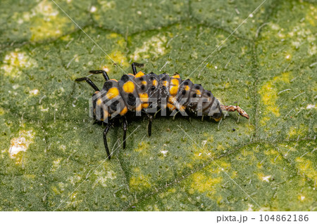 Spotless Lady Beetle Larva 104862186