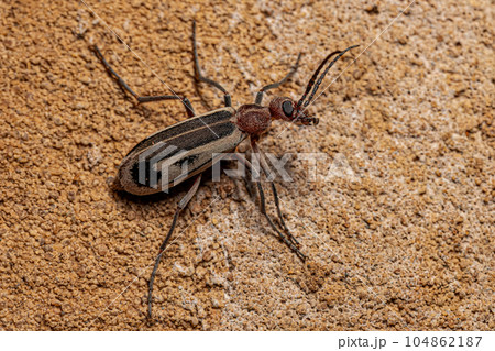 Adult Burning Blister Beetle 104862187