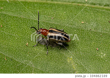 Adult Leaf Beetle 104862189