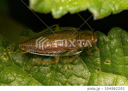 Adult Wood Cockroach 104862201