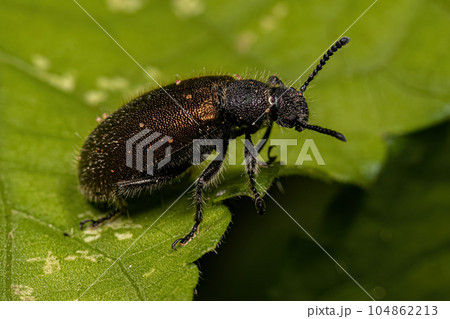 Adult Long-jointed Beetle 104862213