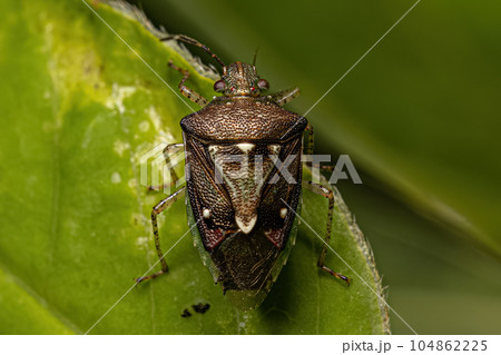 Adult Stink Bug 104862225