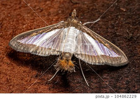 Adult Pearl Moth 104862229