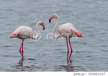 Flamingos near Walvis Bay 104862287