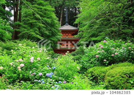 京都府 岩船寺 紫陽花の花 京都府 岩船寺 紫陽花の花 104862385