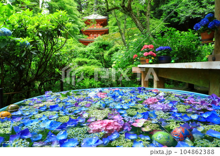 京都府　岩船寺　紫陽花の花 104862388