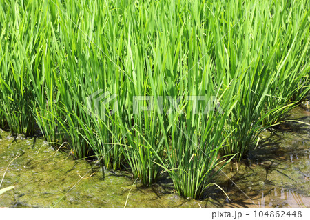 田園風景 104862448