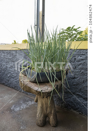Small Chives leaves Small Chives leaves 104862474