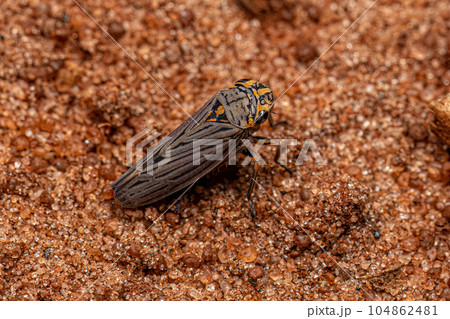 Adult Sharpshooter Insect Adult Sharpshooter Insect 104862481