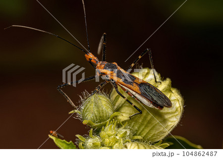 Milkweed Assassin Bug Milkweed Assassin Bug 104862487