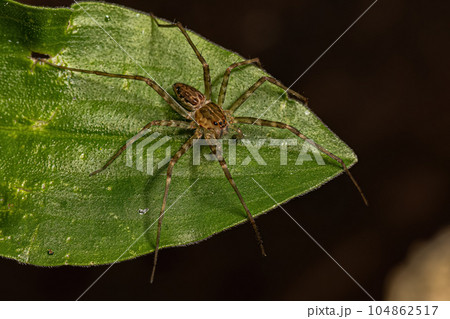Small Nursery Web Spider Small Nursery Web Spider 104862517