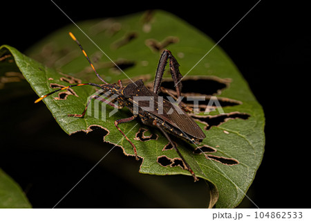 Adult Leaf footed Citron Bug Adult Leaf footed Citron Bug 104862533