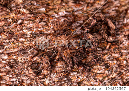 Small Beetle Larva 104862567