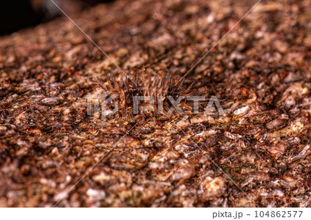 Small Beetle Larva 104862577