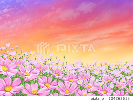 コスモス畑と夕焼けのイラスト素材 [104862618] - PIXTA