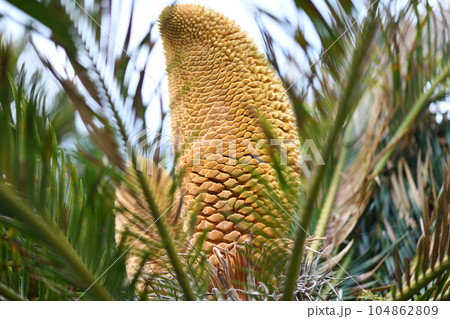 裸子植物・ソテツ（蘇鉄）の雄花 104862809